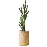 Le cactus