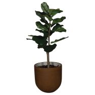Le ficus Lyrata