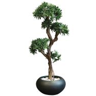 Le podocarpus