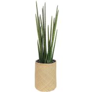 Le sanseveria