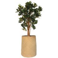 Le schefflera
