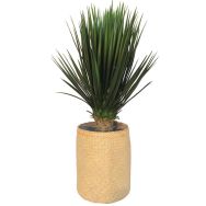 Le yucca