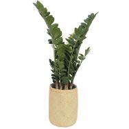 Le zamia