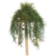 Les tombantes fougères et jasmin