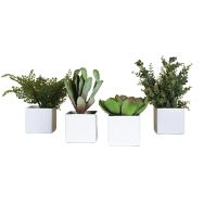 Lot de 4 pots carrés 11x11 4 plantes Tanaman