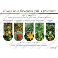 Panneau éducatif - Les plantes potagères