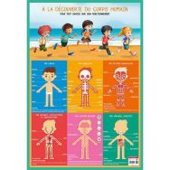 Poster 50x70cm corps humain