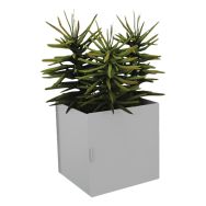 Pot à poser TI'CUB gris composition Senecio-Genexco