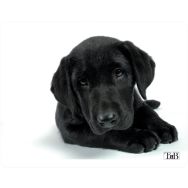Tapis de souris illustré Dog